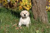 LABRADOR 310